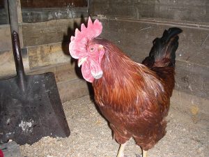 cock