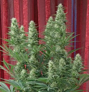 Weed